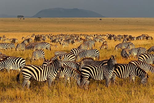 Zebras-Serengeti National Park-Tanzania Africa Print